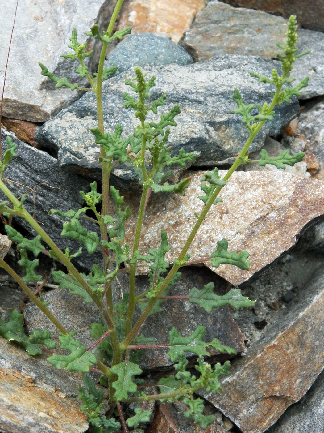 Image of Dysphania botrys specimen.