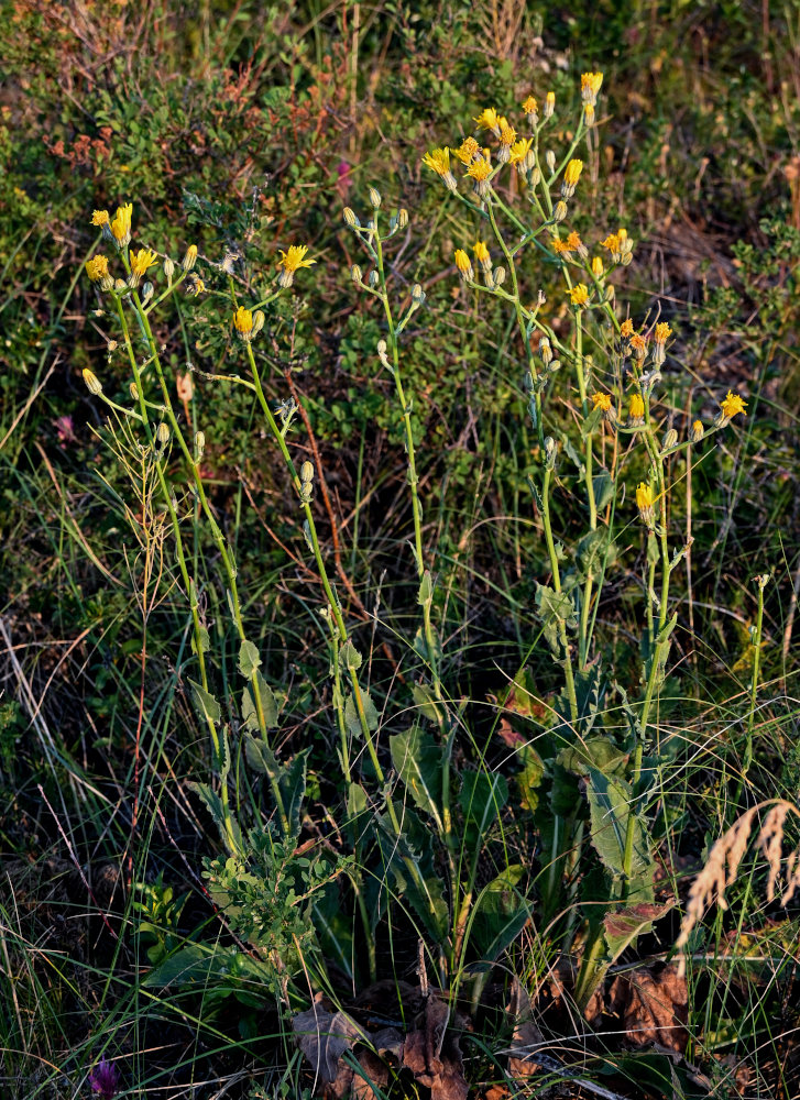 Изображение особи Crepis pannonica.