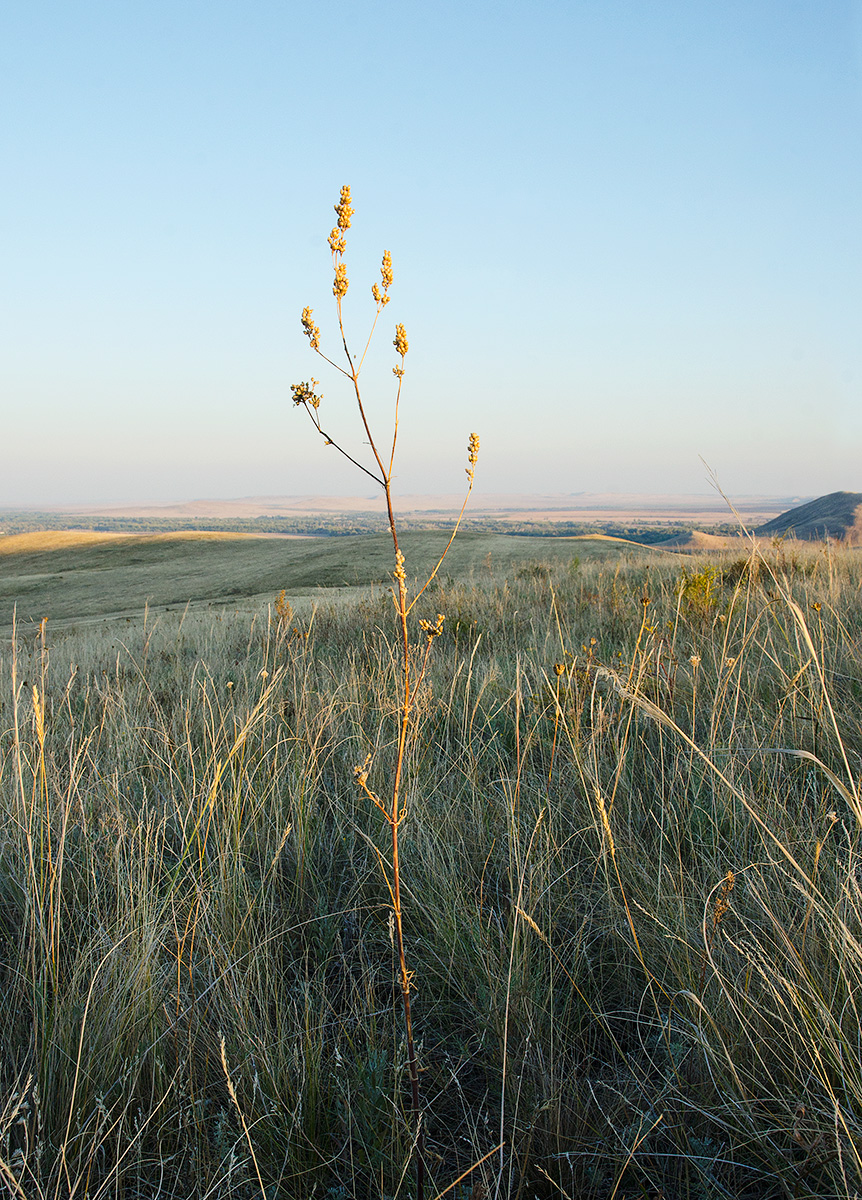 Image of Silene baschkirorum specimen.