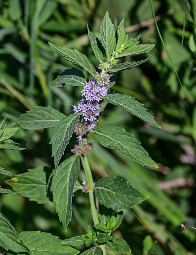 Image of Mentha canadensis specimen.