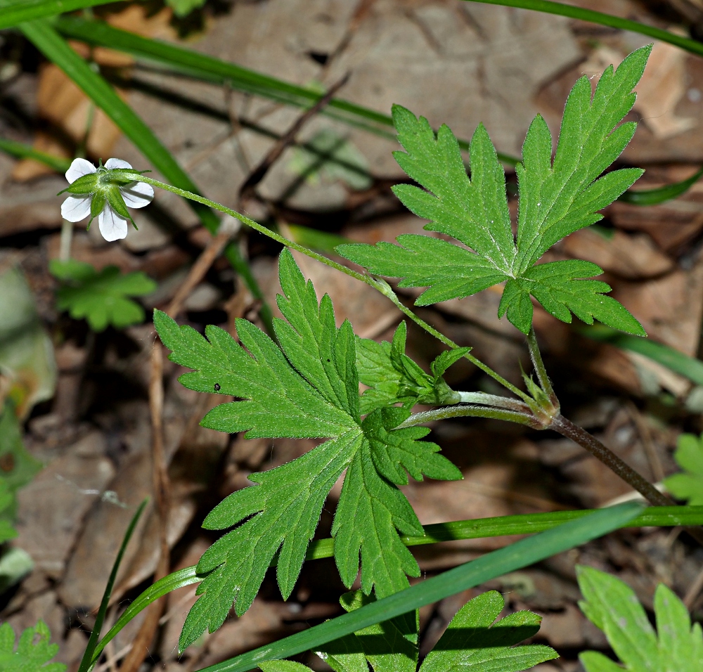 Image of Geranium sibiricum specimen.