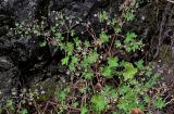 Geranium pusillum