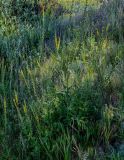 Agrimonia eupatoria. Цветущие и плодоносящие растения. Оренбургская обл., Саракташский р-н, хр. Карамурунтау, луговой склон. 07.07.2023.