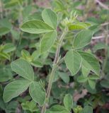 Смотреть изображение Argyrolobium biebersteinii