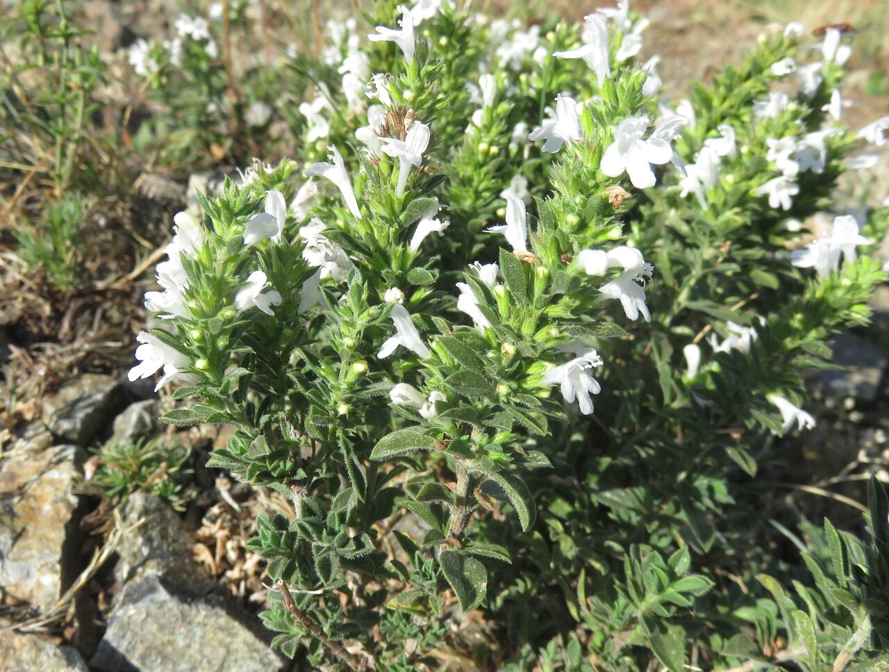 Image of Satureja pilosa specimen.