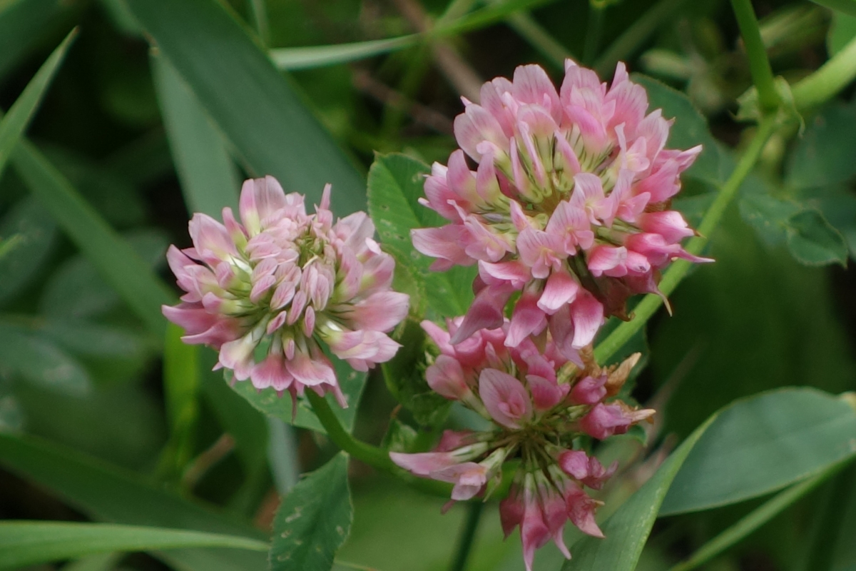 Изображение особи Trifolium hybridum.