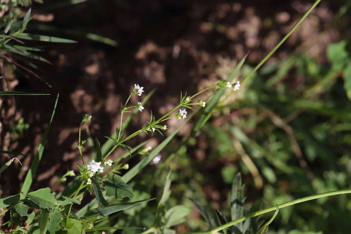 Изображение особи Galium uliginosum.