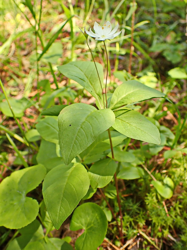 Изображение особи Trientalis europaea.