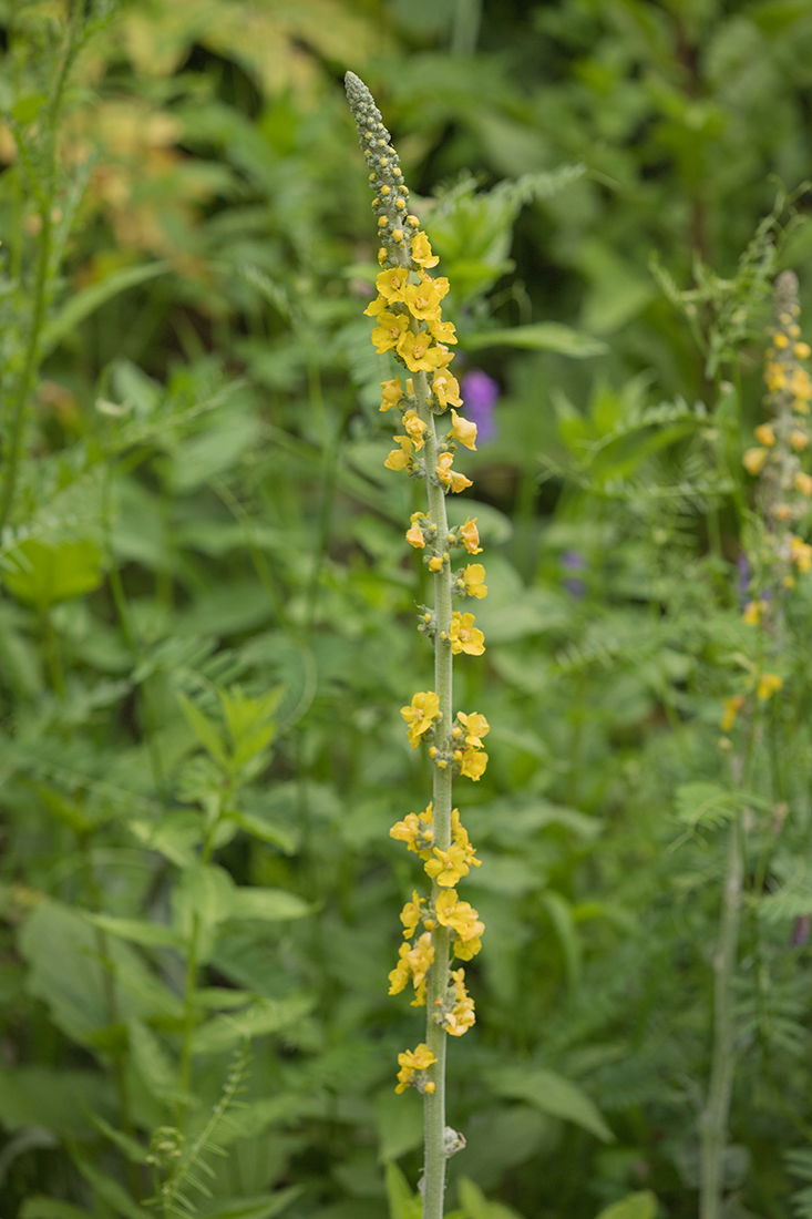 Изображение особи род Verbascum.