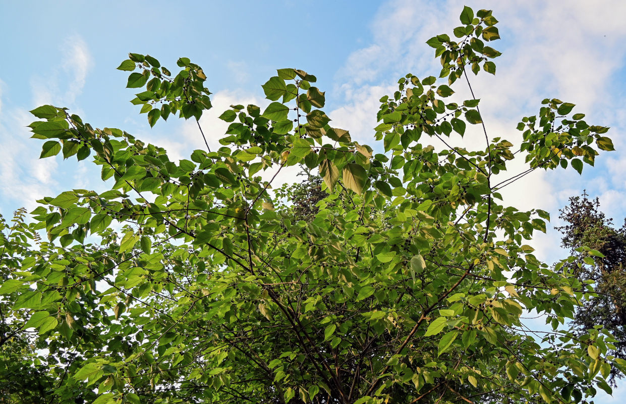 Image of Broussonetia papyrifera specimen.