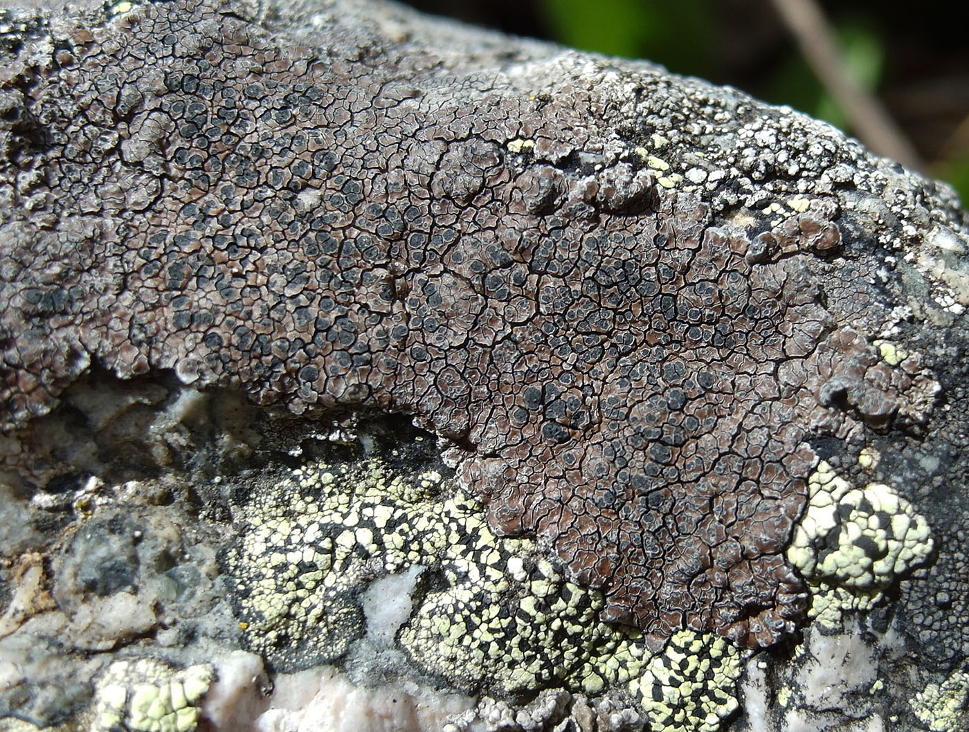 Image of Immersaria athroocarpa specimen.