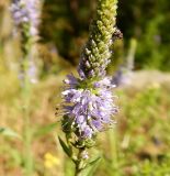 Veronica spicata. Соцветие с сидящей мухой. Карелия, окр. г. Петрозаводск, ур. Чёртов Стул, поляна в сосновом лесу с выходом скальных пород. Июль 2024 г.