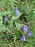 Aconitum consanguineum. Часть цветущего стелющегося побега. Хабаровский край, г. Комсомольск-на-Амуре, Силинский лесопарк. 18.08.2024.