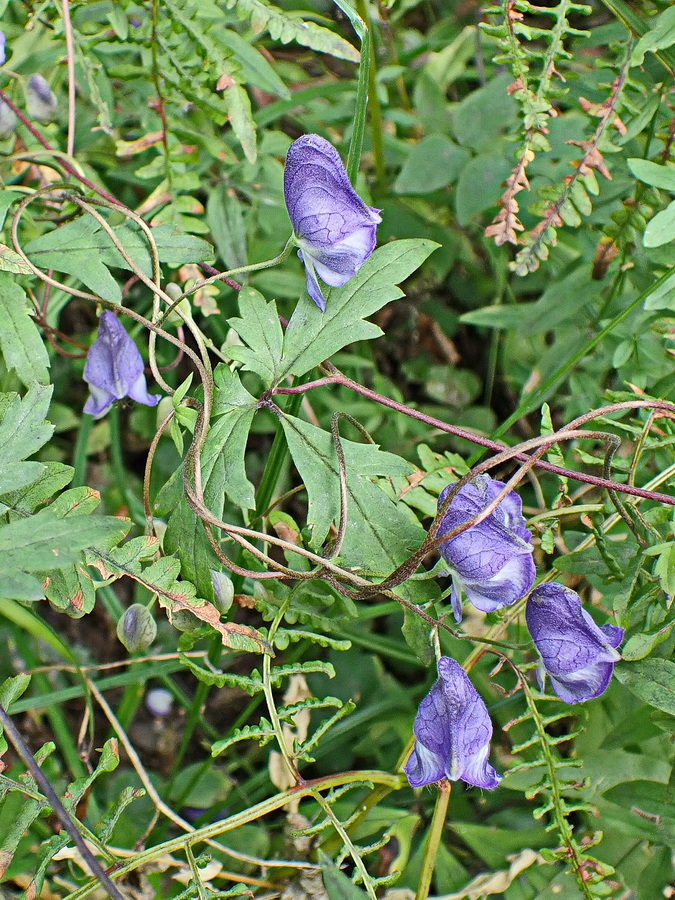 Изображение особи Aconitum consanguineum.