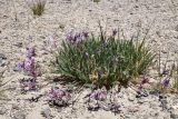 Oxytropis chiliophylla. Цветущее растение. Таджикистан, Горно-Бадахшанская автономная обл., Ишкашимский р-н, Южно-Аличурский хр., дол. оз. Харгуш, выс. ≈ 4254 м н.у.м., песчано-галечниковое дно долины. 3 июля 2024 г.