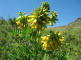 Astragalus propinquus. Верхушка побега с соцветиями. Казахстан, Восточно-Казахстанская обл, Зайсанский р-н; Саур-Тарбагатай, сев. макросклон вост. части хр. Манрак, пер. Шиликты, закустаренный склон сев. экспозиции. 27 июня 2012 г.