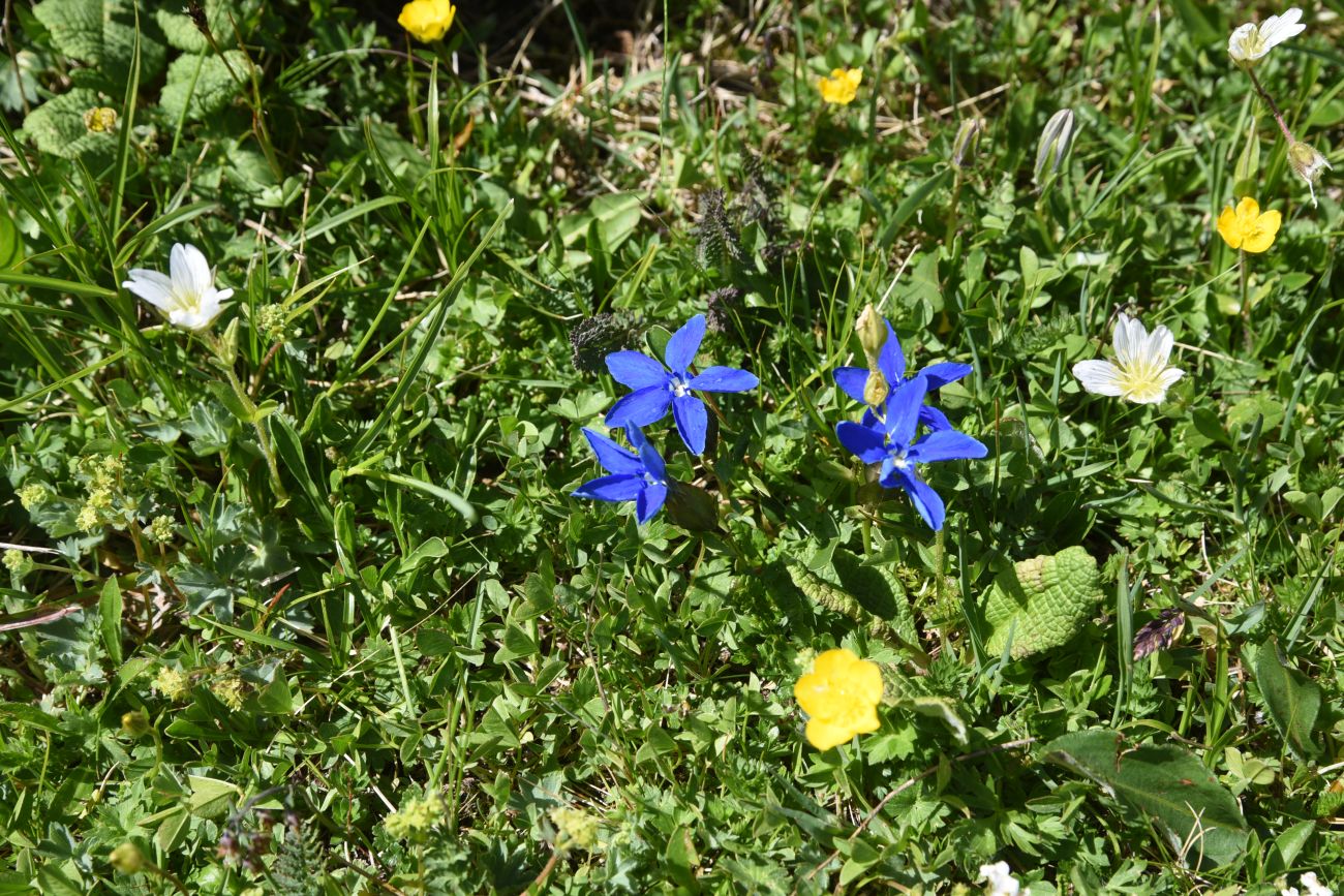 Изображение особи Gentiana angulosa.