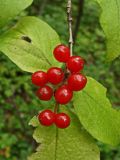 Lonicera chrysantha. Часть ветви с соплодиями. Хабаровский край, окр. г. Комсомольск-на-Амуре, смешанный лес. 26.08.2024.