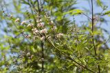 Vitex agnus-castus