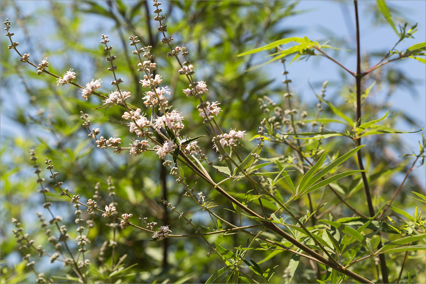 Изображение особи Vitex agnus-castus.