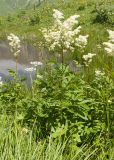 Filipendula ulmaria. Цветущее растение. Кабардино-Балкария, Черекский р-н, окр. с/п Верхняя Балкария, северо-западный склон горы Айдарука-Цырт, ≈ 2200 м н.у.м., субальпийский луг, близ карстового озера. 29.07.2024.