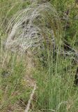 Stipa pennata