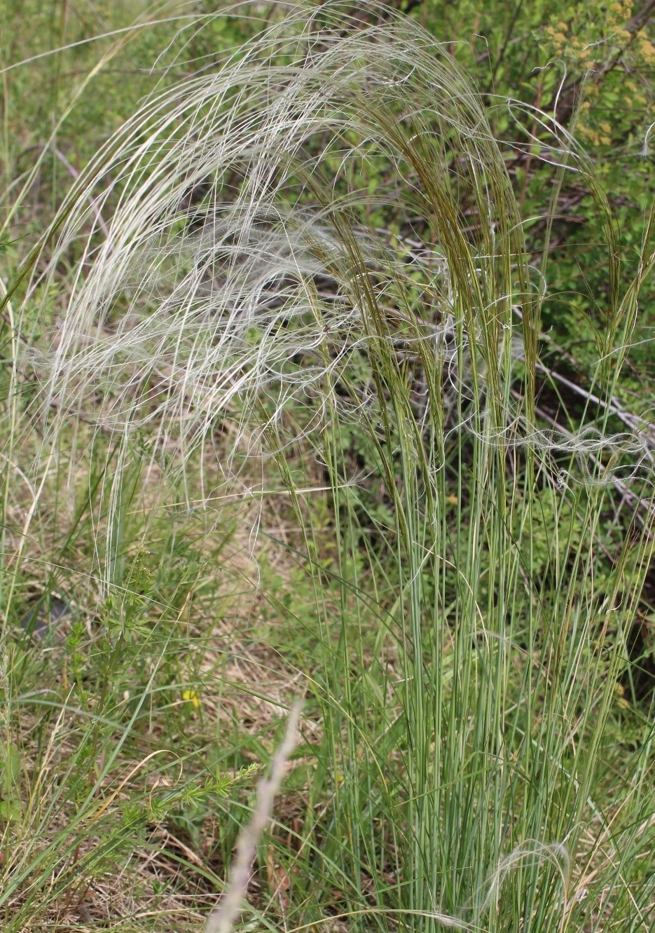 Изображение особи Stipa pennata.