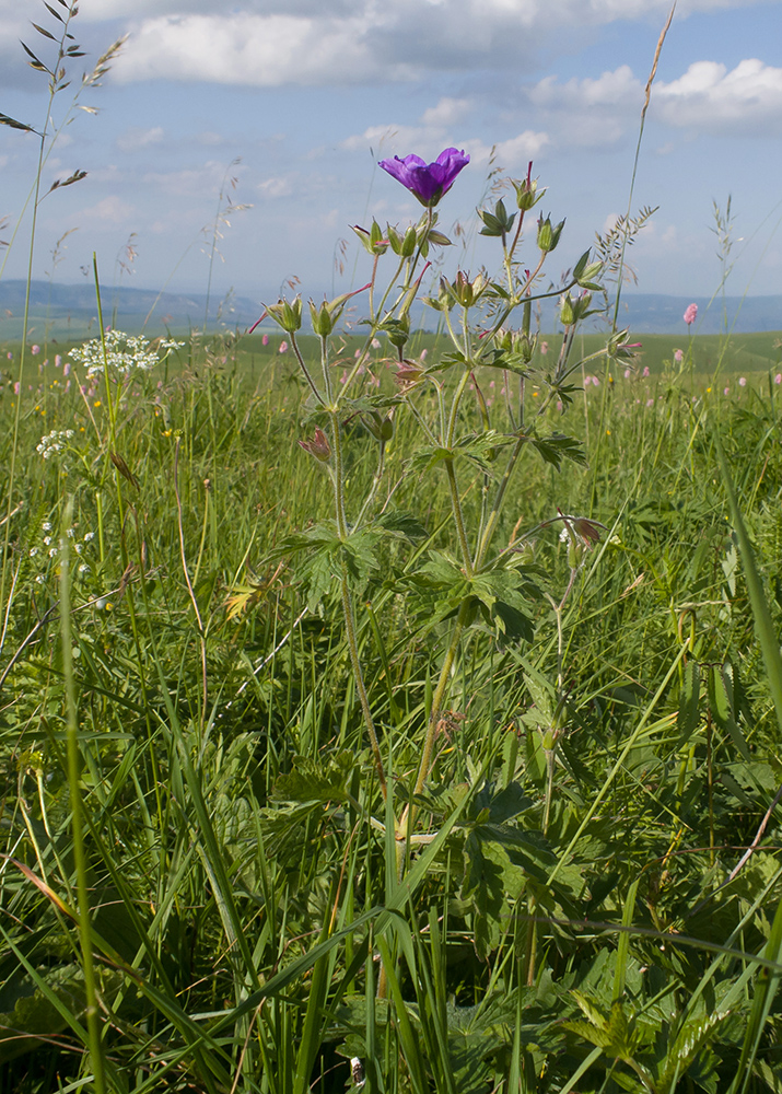 Image of Geranium gymnocaulon specimen.