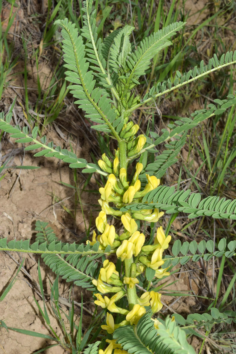 Изображение особи Astragalus turkestanus.