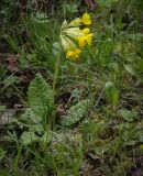 Primula macrocalyx