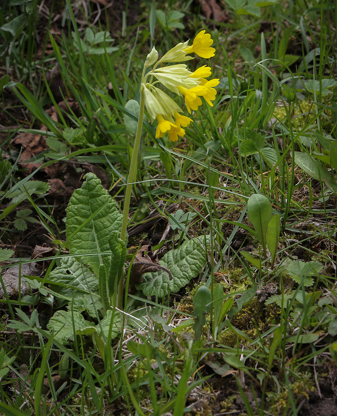 Image of Primula macrocalyx specimen.