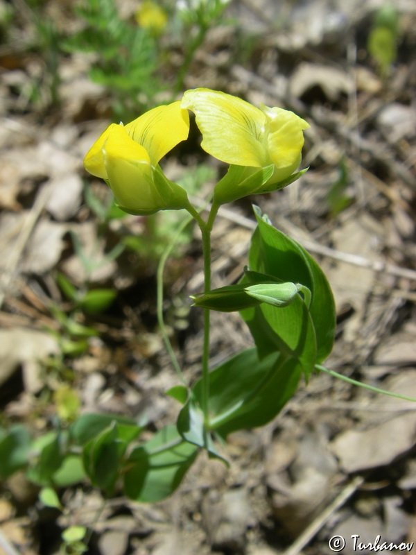 Изображение особи Lathyrus aphaca.