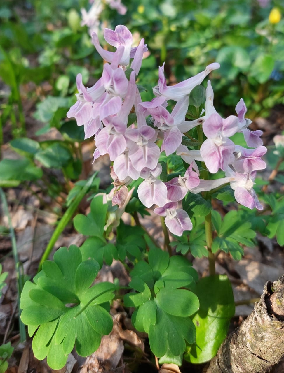 Image of Corydalis caucasica specimen.