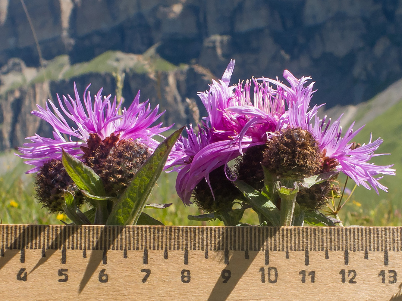 Image of Centaurea abbreviata specimen.