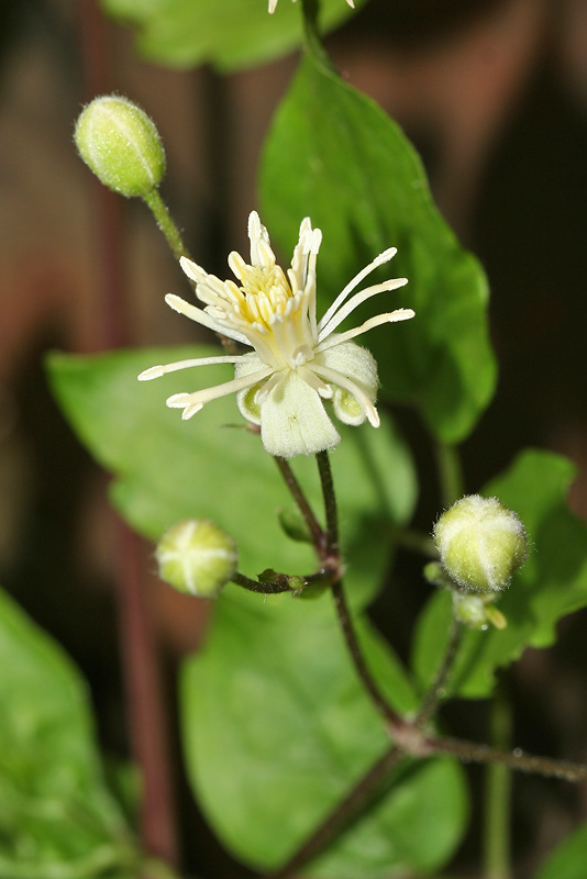 Изображение особи Clematis vitalba.