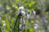 View full-size image Eriophorum angustifolium