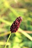 Смотреть изображение Sanguisorba officinalis