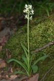 View full-size image Dactylorhiza romana subspecies georgica