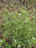 Cerastium brachypetalum subspecies tauricum. Цветущие растения. Южный Берег Крыма, гора Аю-Даг. 19 апреля 2011 г.