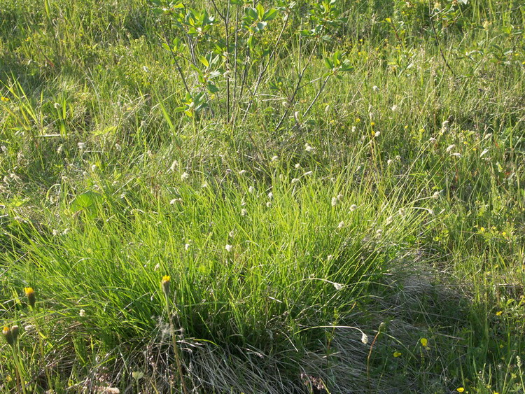 Image of Sesleria caerulea specimen.