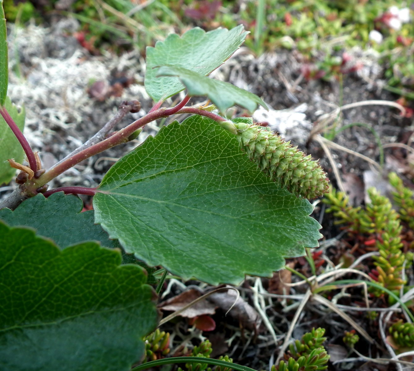 Image of Betula &times; kusmisscheffii specimen.