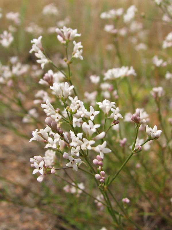 Image of Asperula montana specimen.