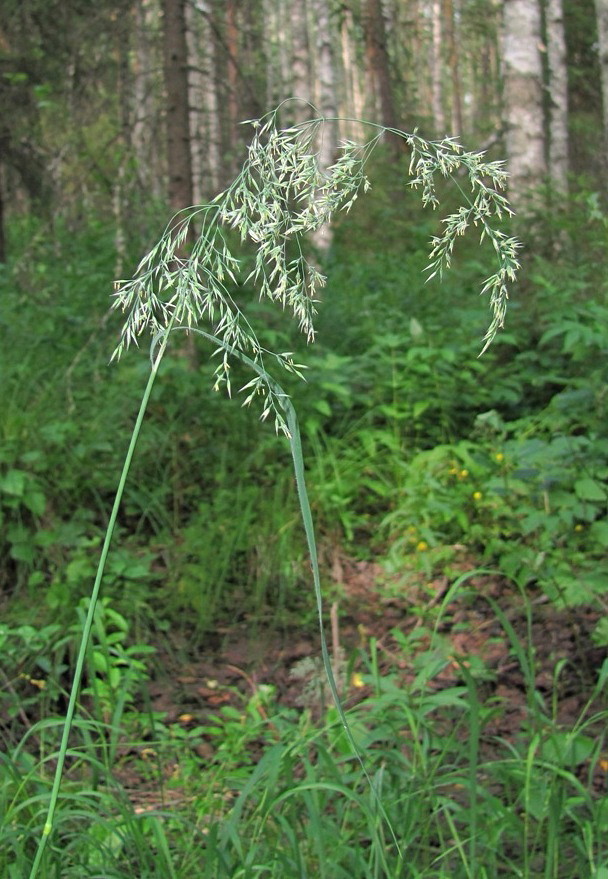 Image of Calamagrostis langsdorffii specimen.