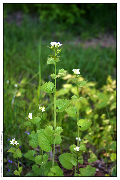 Image of Alliaria petiolata specimen.