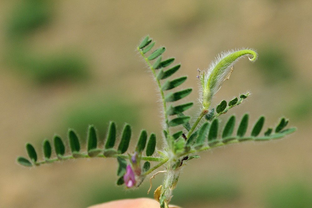 Image of Astragalus camptoceras specimen.