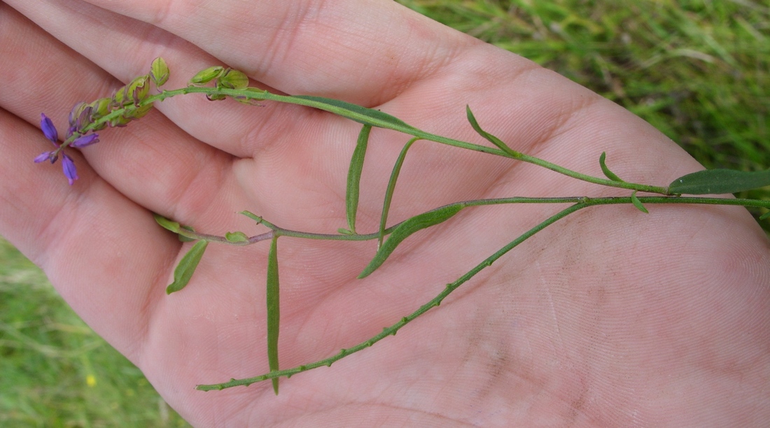 Image of Polygala amarella specimen.