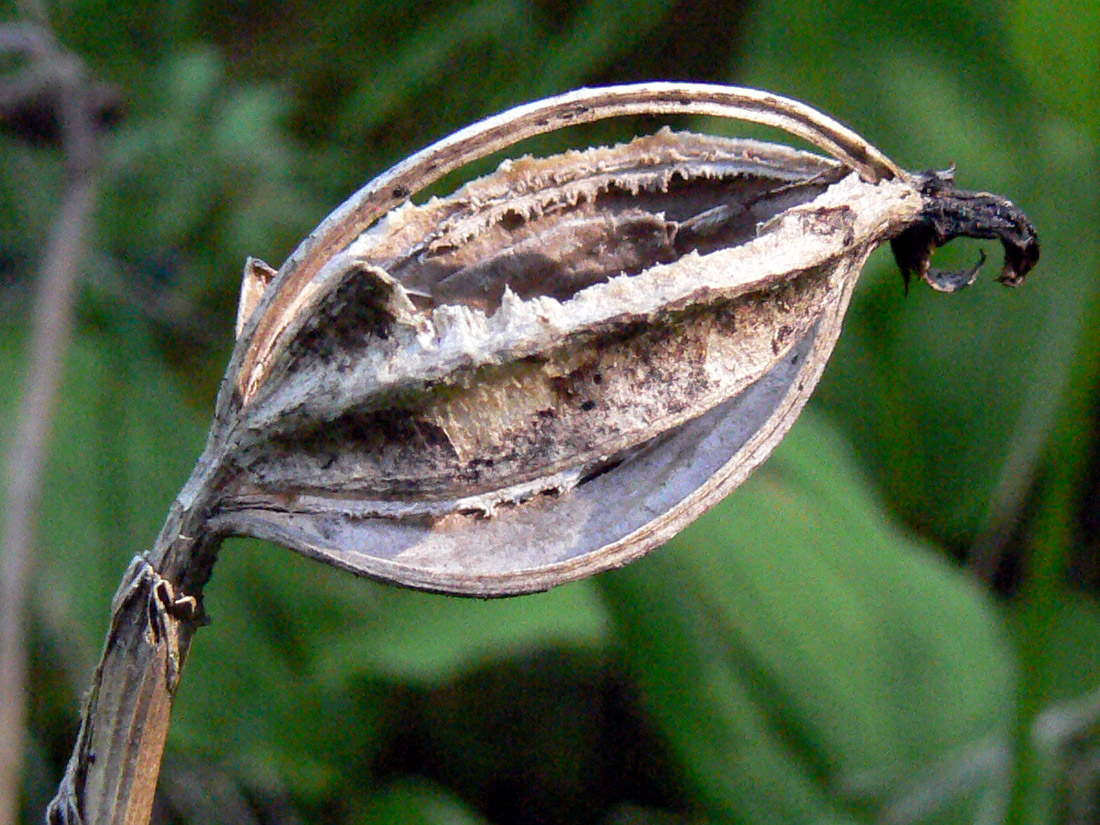 Image of Cypripedium calceolus specimen.