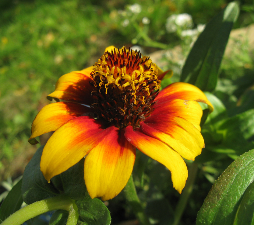 Image of Zinnia angustifolia specimen.