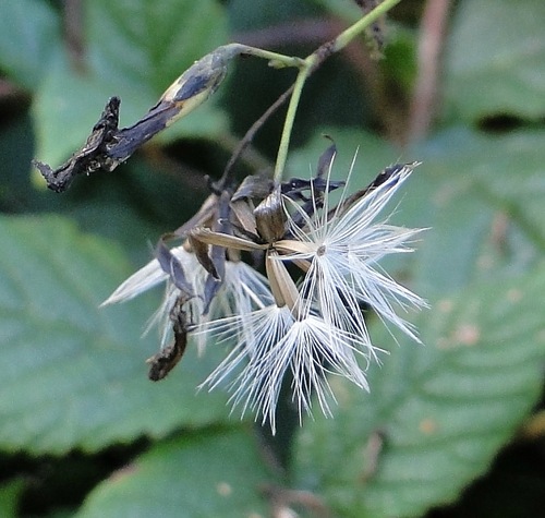 Image of Prenanthes purpurea specimen.