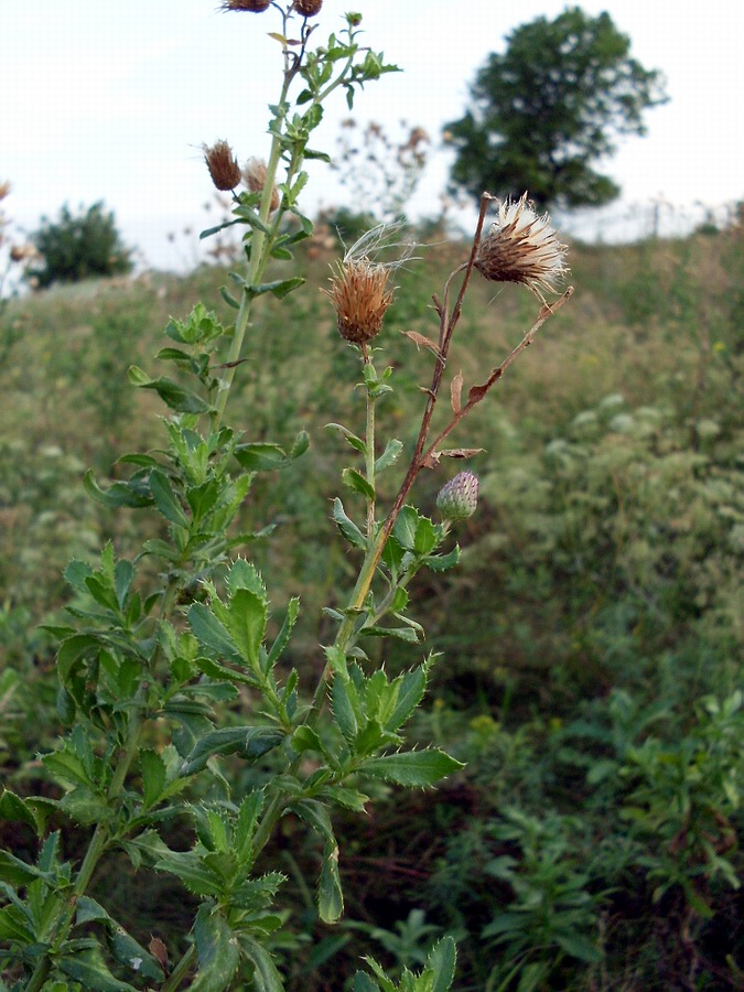 Изображение особи Cirsium arvense.